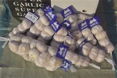 Čerstvý divoký cesnak