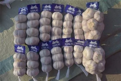 Čerstvo natrhaný cesnak