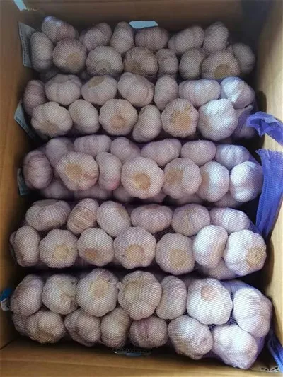 Cesnak s fialovou šupkou